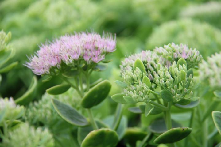 Sedum spectabile 'Carmen'