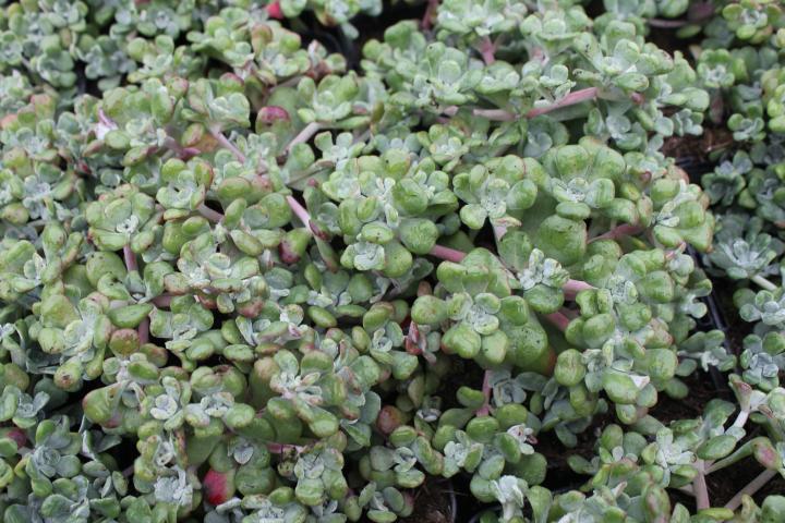 Sedum spathulifolium 'Cape Blanco'