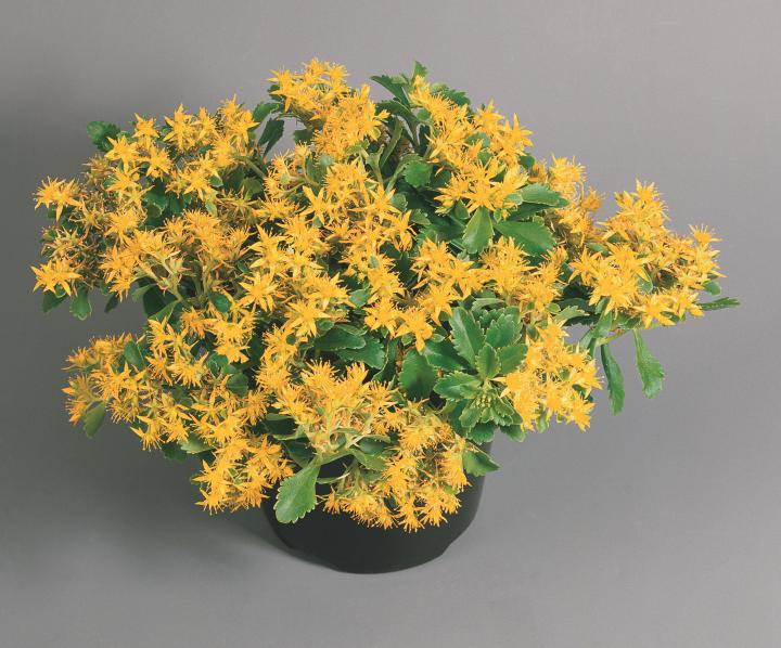 Sedum selskianum