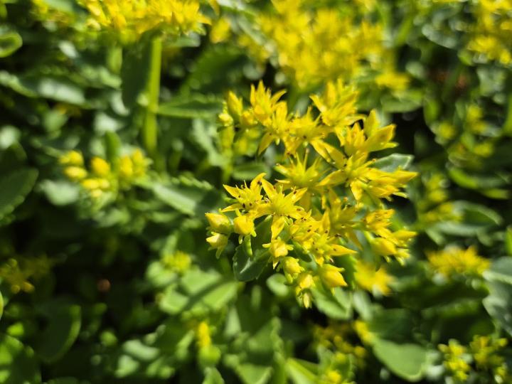 Sedum selskianum