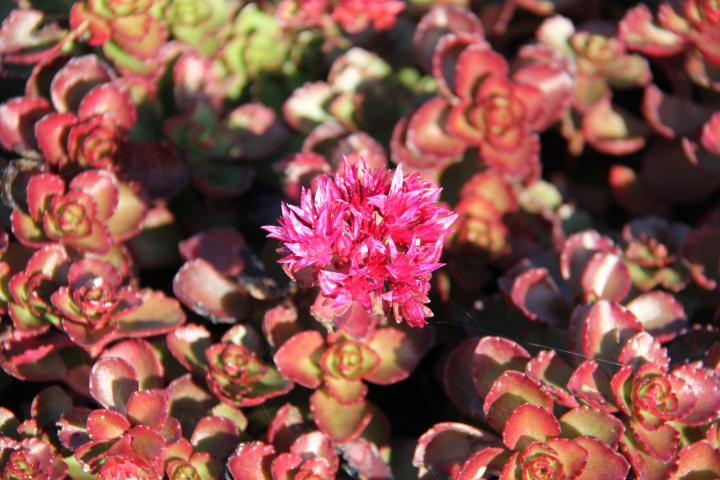 Sedum spurium 'Fuldaglut'