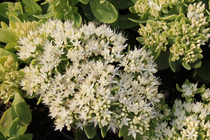 Sedum spectabile 'Iceberg'