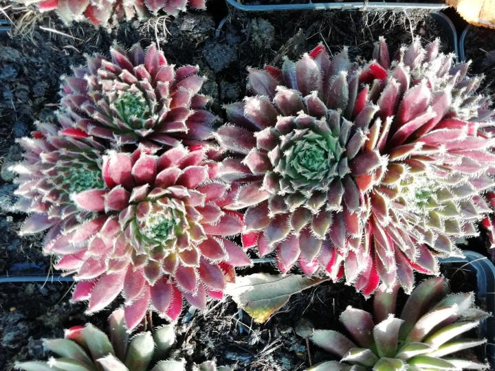 Sempervivum 'Silberkarneol'
