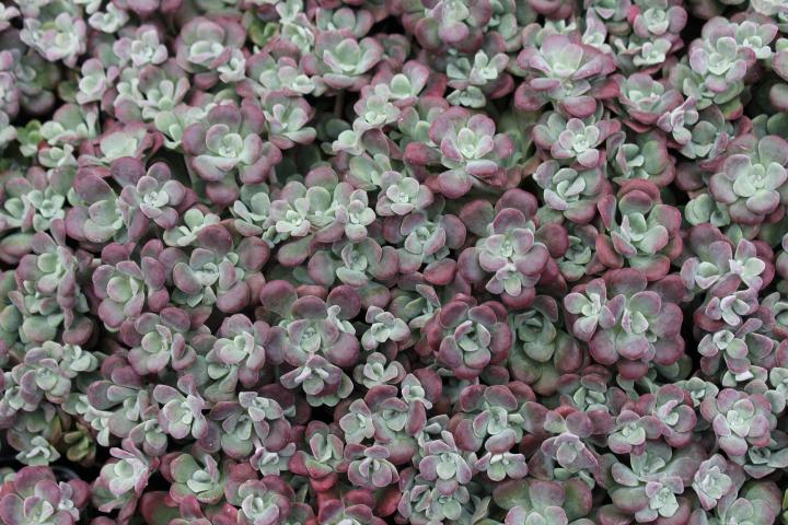 Sedum spathulifolium 'Purpureum'