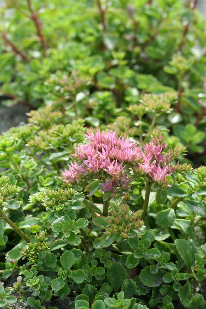 Sedum spurium 'Coccineum'
