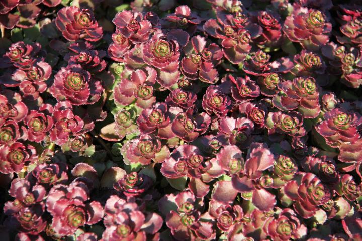 Sedum spurium 'Purpur Winter'