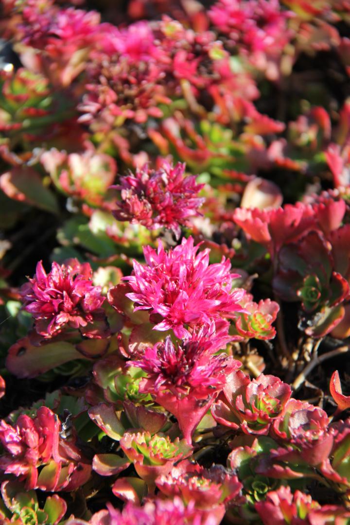 Sedum spurium 'Schorbuser Blut'