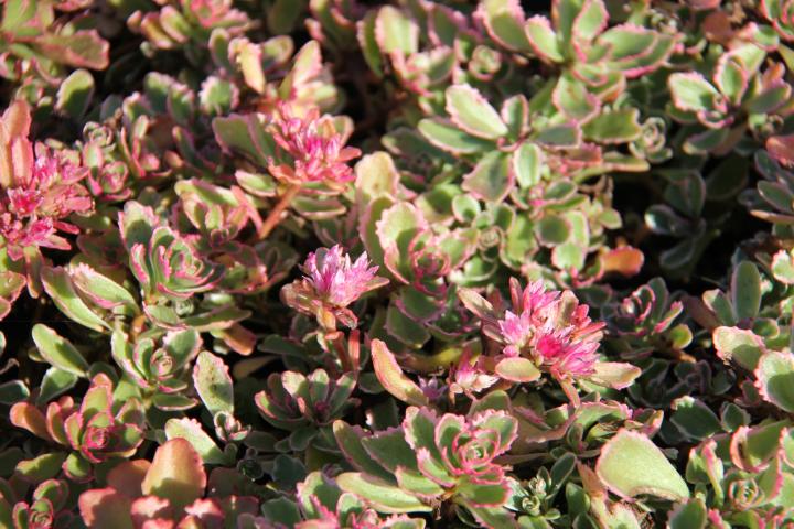 Sedum spurium 'Variegatum' ('Tricolor')