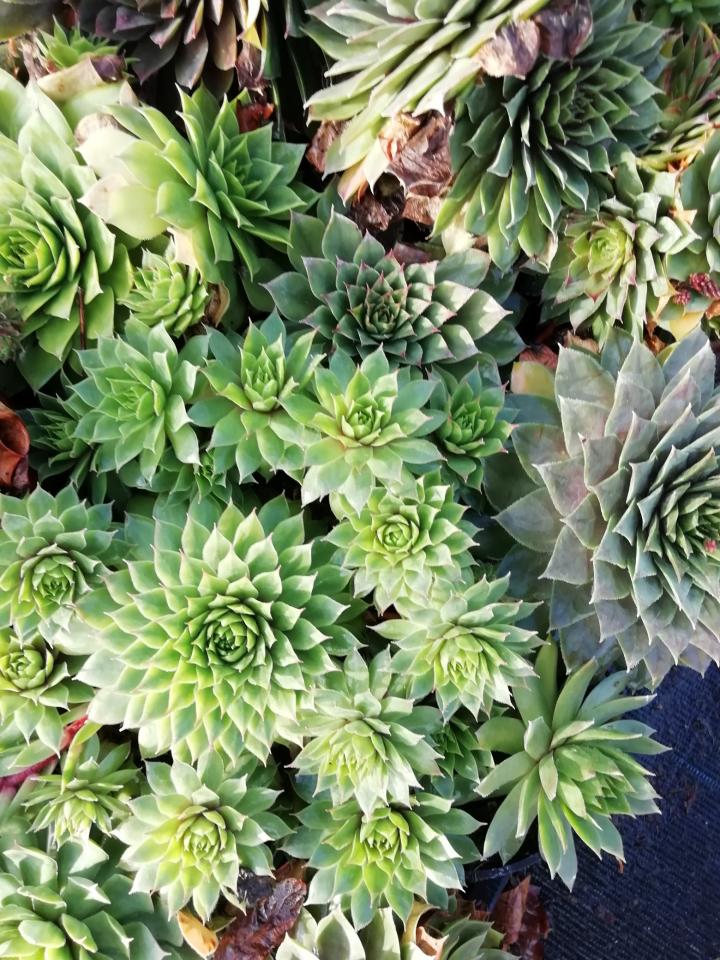Sempervivum tectorum