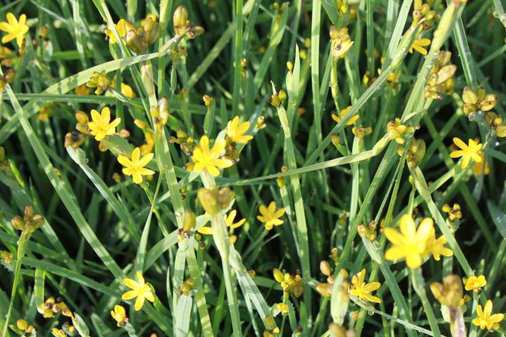 Sisyrinchium californicum
