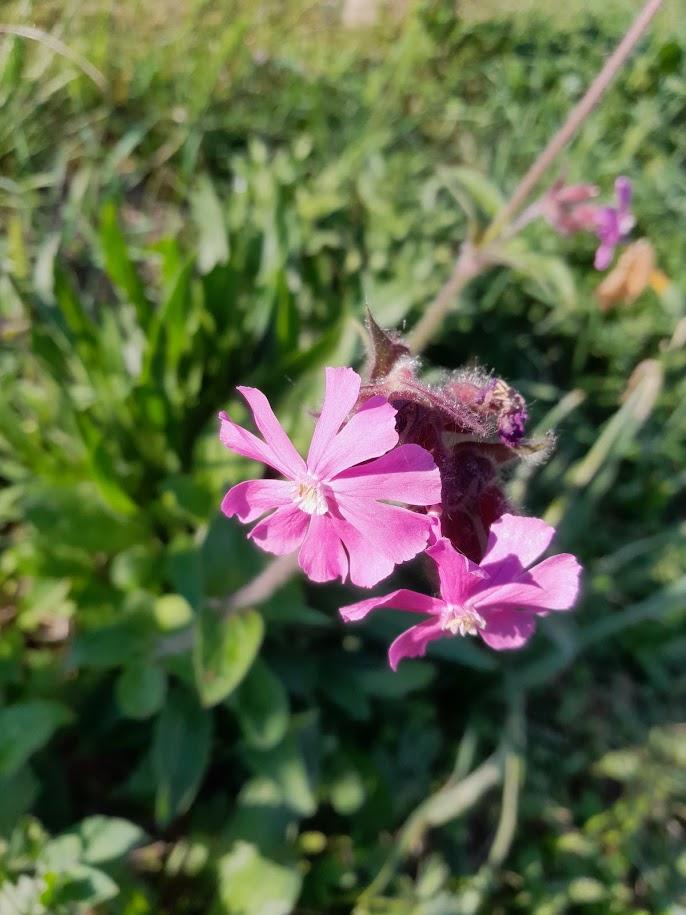 Silene dioica