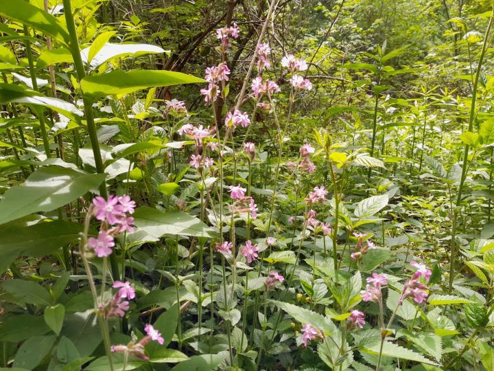 Silene dioica