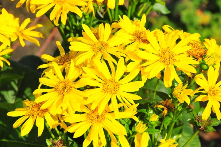 Silphium perfoliatum 'Maya'