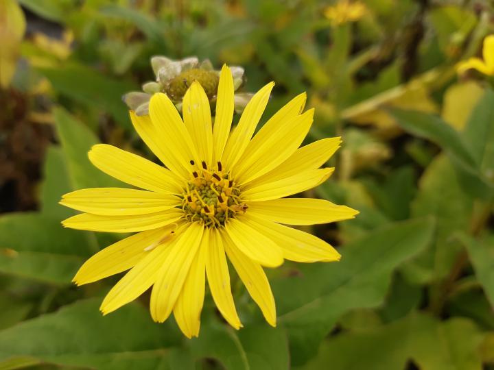 Silphium perfoliatum 'Maya'