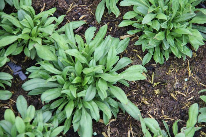 Silene schafta 'Splendens'