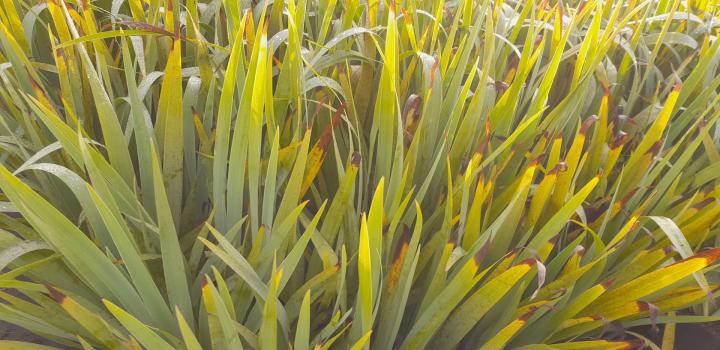 Sisyrinchium striatum