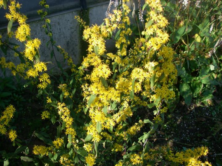 Solidago caesia