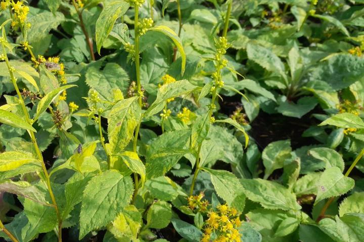 Solidago flexicaulis 'Variegata'