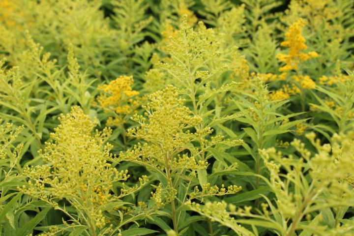 Solidago  'Golden Mosa'