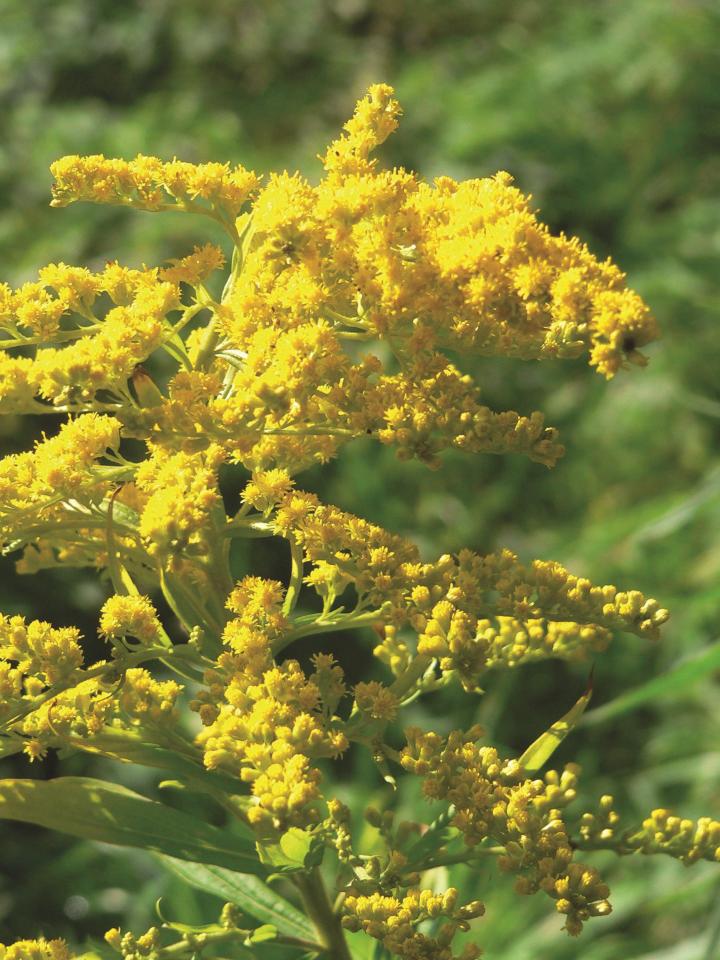 Solidago canadensis 'Goldkind'