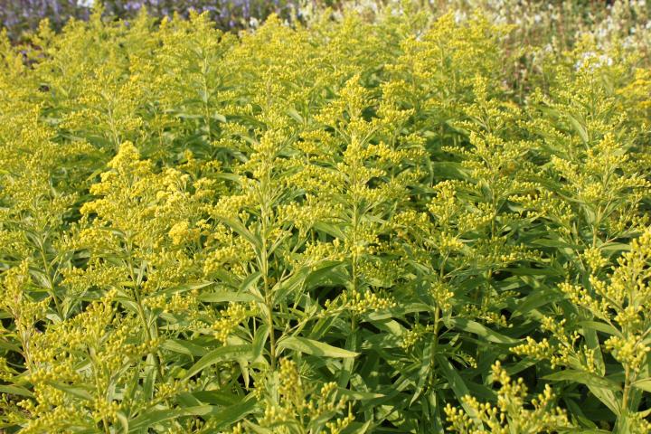 Solidaster luteus 'Lemore'