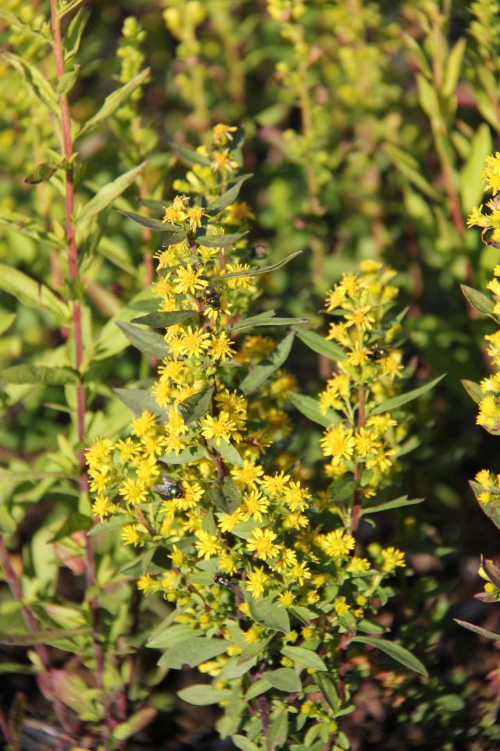 Solidago roanensis