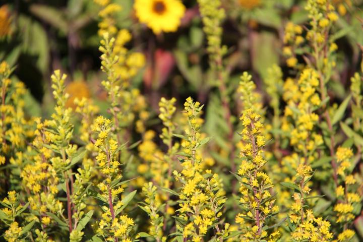 Solidago roanensis