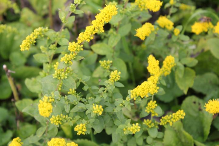 Solidago sphacelata 'Golden Fleece'