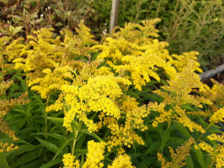 Solidago 'Strahlenkrone'