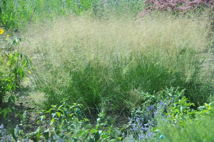 Sporobolus airoides 'Delicatesse'