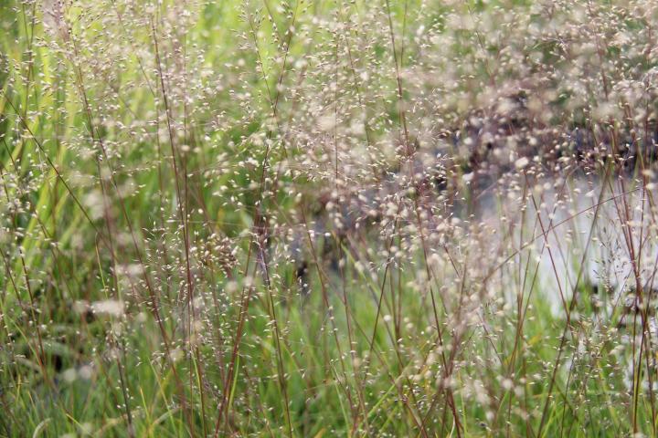 Sporobolus heterolepis 'Blue Fog'