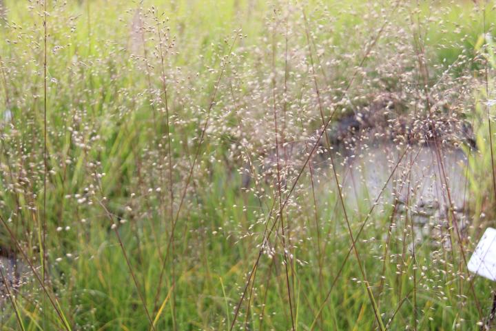Sporobolus heterolepis 'Blue Fog'