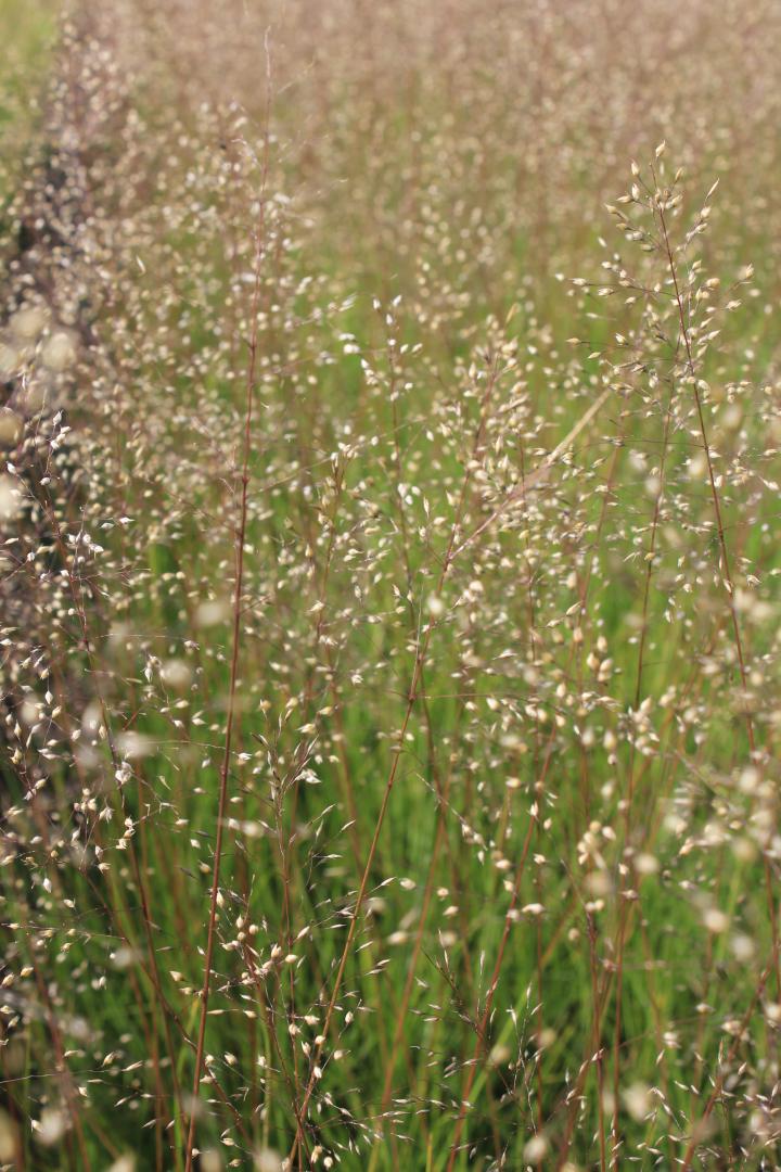 Sporobolus heterolepis 'Cloud'