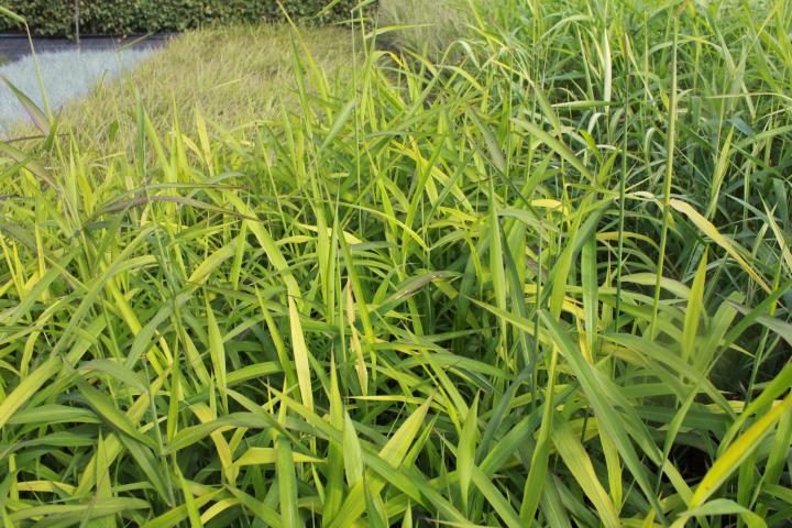 Spodiopogon sibiricus