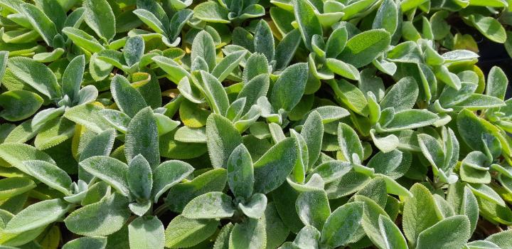 Stachys byzantina 'Big Ears' (Hélene Von Stein)