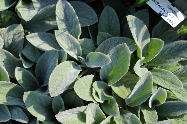 Stachys byzantina 'Cotton Ball'