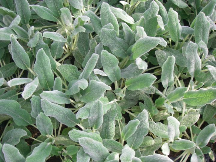 Stachys byzantina 'Silver Carpet'