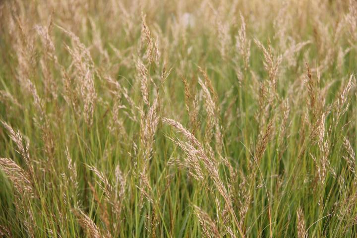 Stipa calamagrostis 'Algäu'