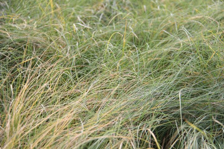 Stipa capillata 'Brautschleier'