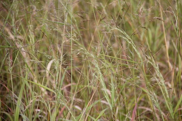 Stipa extremiorientalis