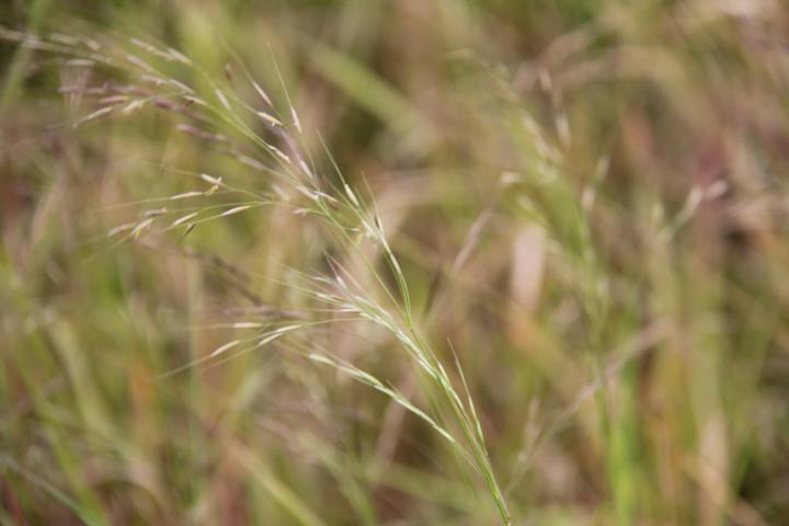Stipa extremiorientalis