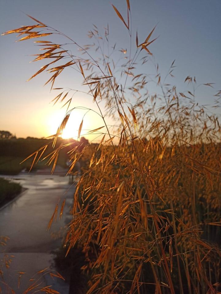 Stipa gigantea