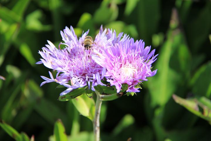 Stokesia laevis