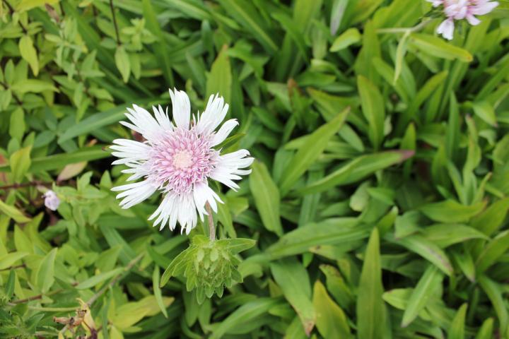 Stokesia laevis 'Alba'