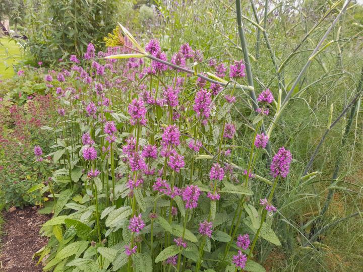 Stachys monnieri 'Hummelo'