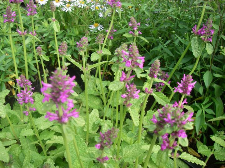 Stachys monnieri 'Rosea'