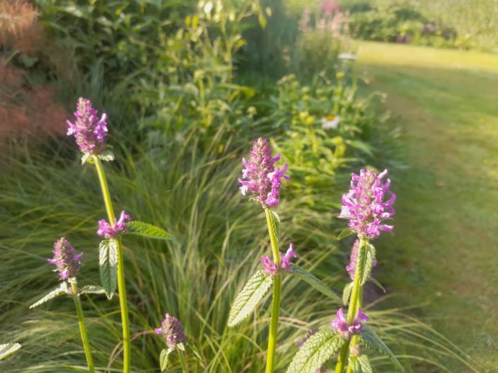Stachys monnieri 'Rosea'