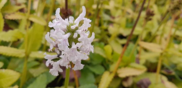Stachys officinalis 'Summer Snowcone' ®