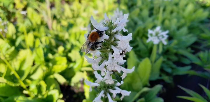 Stachys officinalis 'Summer Snowcone' ®