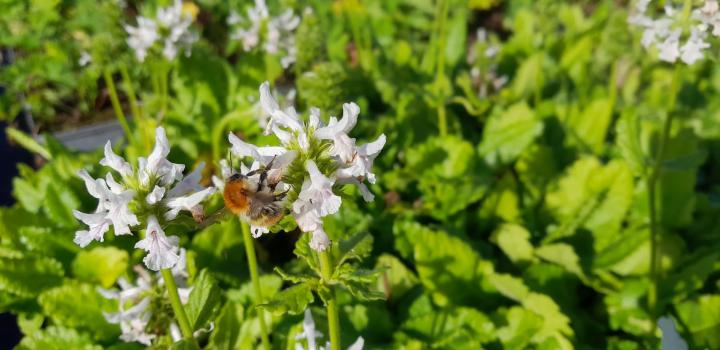 Stachys officinalis 'Summer Snowcone' ®